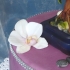 Main image mini