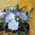 Main image mini