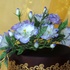 Main image mini