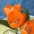 Main image mini