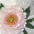 Main image mini