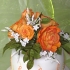Main image mini