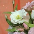 Main image mini