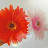 Kurz Gerbera
