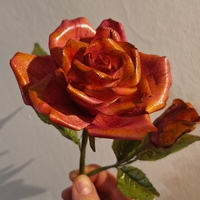 Kurz Růže