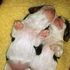 Main image mini