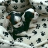 Main image mini